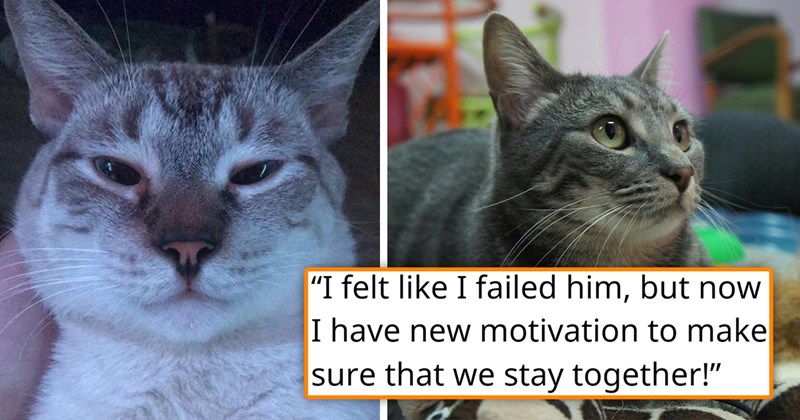 story about someone getting their cat back atfer surrendering it due to lack of funds | thumbnail includes two pictures of cute cats 'I felt like I failed him but now I have found a new motivation to make sure that we stay together'