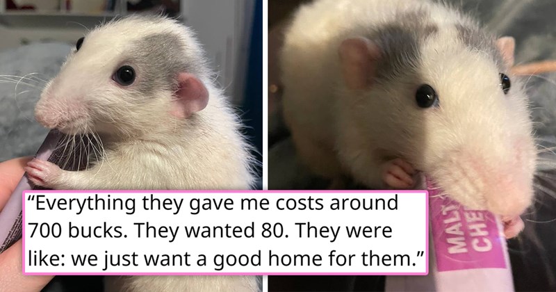 story about a family having to surrender their rats finding someone to adopt them | thumbnail includes two pictures of a cute rat 'Everything they gave me costs around 700 bucks. they wanted 80. they were like: we just want a good home for them'