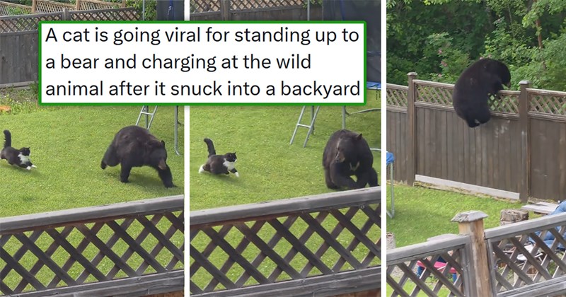viral story about a cat chasing a bear out of the backyard | thumbnail includes three pictures including two of a cat chasing a bear and a bear climbing a fence 'A cat is going viral for standing up to a bear and charging at the wild animal after it snuck into a backyard'