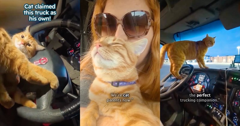 Video and story of rescuing an orange cat and traveling around in a truck | Thumbnail includes one picture of an orange cat in a truck including 'Cat claimed this truck as his own!', one picture of a woman and an orange cat including 'We're cat parents now."', and one picture of an orange cat on the dashboard of a truck including '75 a the perfect trucking companion."'