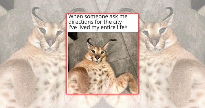 wild animal memes puma cheetah lion big cats Cats safari Cats - 45896965