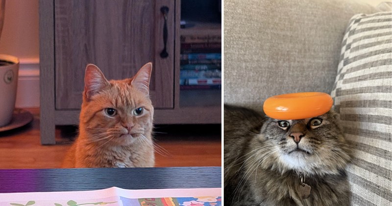 30 cat pictures | thumbnail includes two pictures of cats