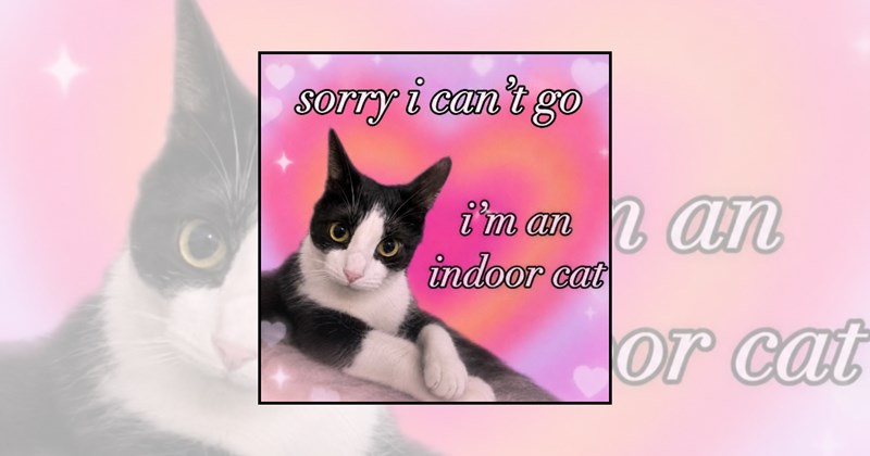 outdoor cat indoor cat cat memes Cats street cat cat behavior house cat - 45905925