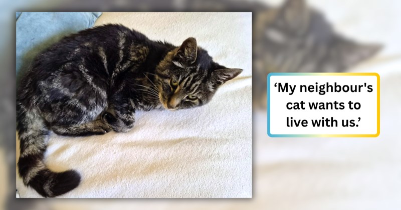 22 text pictures, 1 cat picture | thumbnail includes one picture of a cat, and ‘My neighbour's cat wants to live with us.’