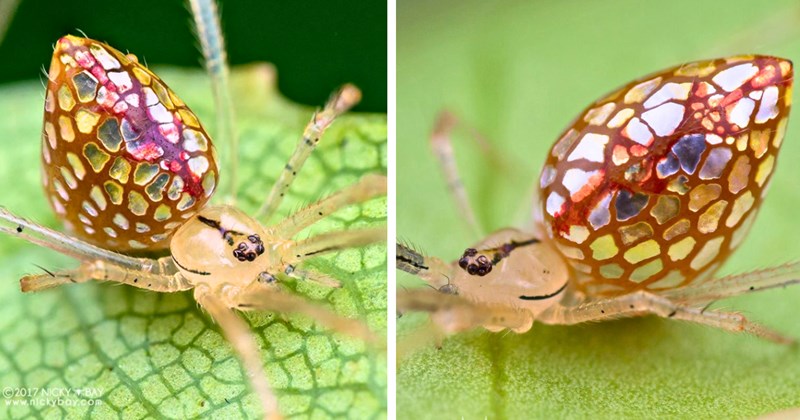 8 Mirror-Ball Spider pictures, 12 text pictures | thumbnail includes two pictures of Mirror-Ball Spiders