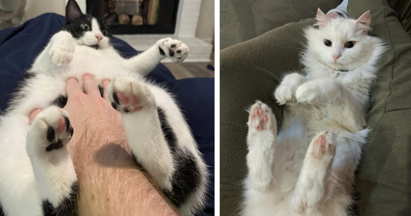 26 Beautiful Feline Fur Baby Bellies Take your Mind Off Miserable Monday | thumbnail includes two images one image shows a white and black chubby cat lying on back getting belly scratches, the other image shows a white fluffy cat lying on back showing belly paws in the air