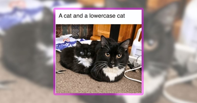 21 cat memes | thumbnail includes one meme including 'A cat and a lowercase cat'