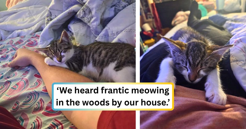 21 text pictures, 2 cat pictures | thumbnail includes two pictures of a cat, and ‘We heard frantic meowing in the woods by our house.’