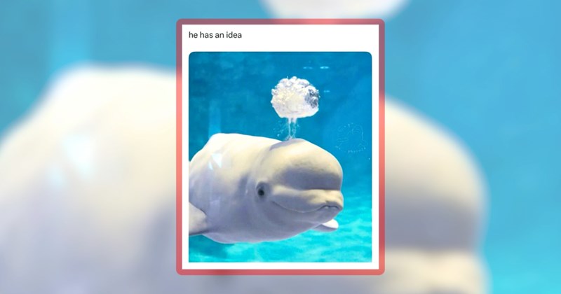 27 animal memes | thumbnail includes one meme including 'he has an idea'