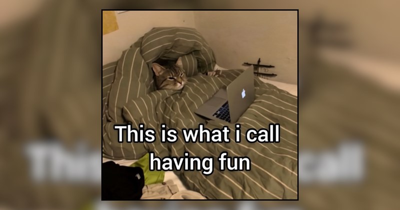 22 Feel-Good Felines Bringing Meowments of Joy