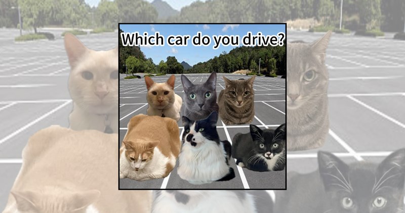 funny cat memes cats in cars cat memes Cats funny felines - 45914117