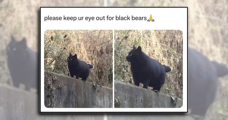funniest animal memes