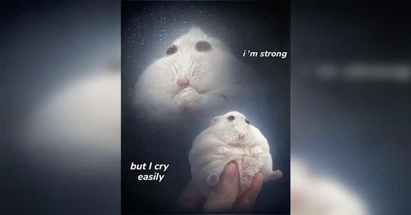 Random Memes That Transcend the Game