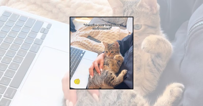 work from home remote work cats on desks feline coworker Cats - 45917189