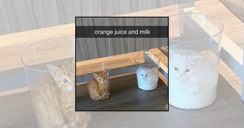 flexible cats cat behavior funny cats cats are liquid liquid cats Cats - 45918213