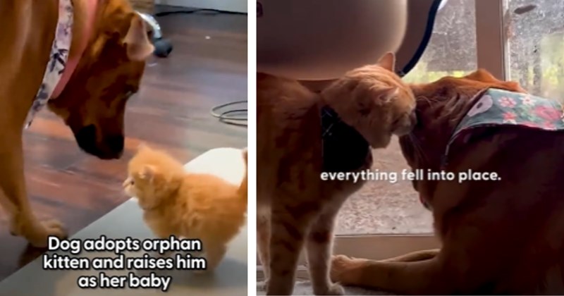 Heartwarming story of gentle dog who adopts orphan orange kitten and raises him as her baby, the two prove kindness has no species by becoming best friends overnight 