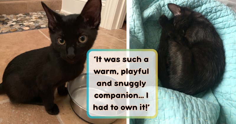 Story of black kitten getting rescued from fourth of July party and adopted | Thumbnail includes two pictures of a black kitten, and one picture of text including '‘It was such a warm, playful and snuggly companion... I had to own it’'
