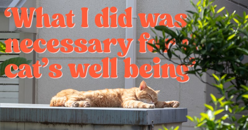 Story of stealing neighbor's cat and ethical dilemma around it | Thumbnail includes one picture of A stray cat sleeping in the sun and one picture of text including '‘What I did was necessary for the cat’s well being’'