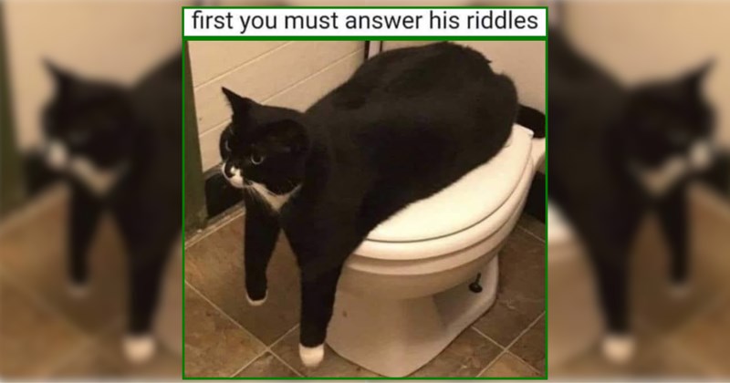 26 Feline Furry Funnies for Fairytale Feelings and Meowgic