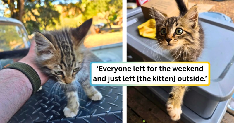 25 text pictures, 5 kitten pictures, 1 cat picture | thumbnail includes two pictures of a kitten, and ‘Everyone left for the weekend and just left [the kitten] outside.’