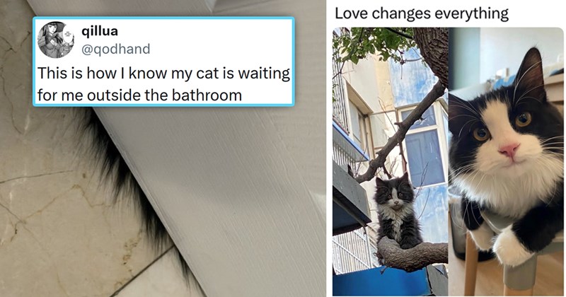 The best tweets memes and stories from ICanHasCheezbuger this week | thumbnail includes two pictures including fur peeking from under a door and one tweet 'qillua @qodhand This is how I know my cat is waiting for me outside the bathroom' and a dirty cat next to a clean cat 'Love changes everything'