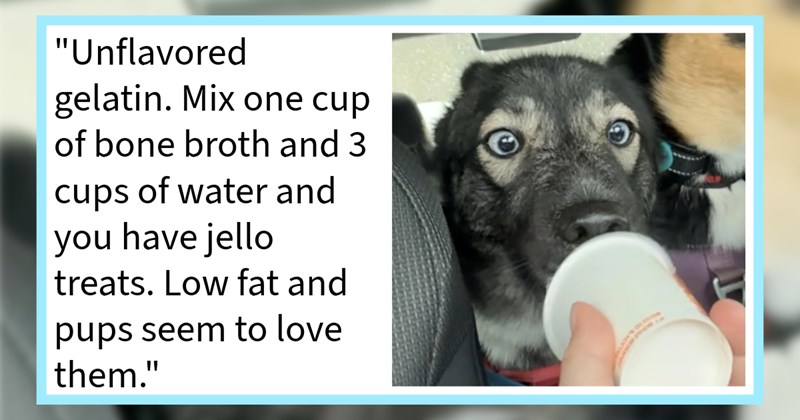 15 Healthy Exciting Pupper Enrichment Recipes Pamper Your Pup | thumbnail includes one image which shows a black dog licking the inside of a single use cup in car ‘“Unflavored gelatin. Mix one cup of bone broth and 3 cups of water and you have jello treats. Low fat and pups seem to love them.”’