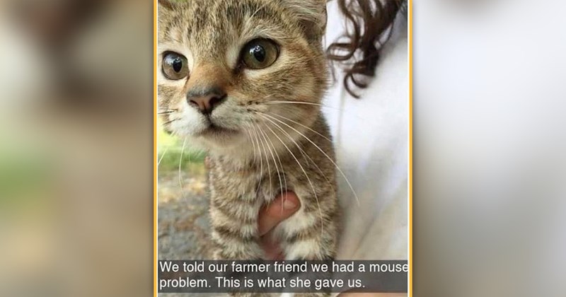 funny and wholesome cat memes | thumbnail includes one meme of someone holding a cat close to the camera 'We told our farmer friend we had a mouse problem. This is what she gave us.'