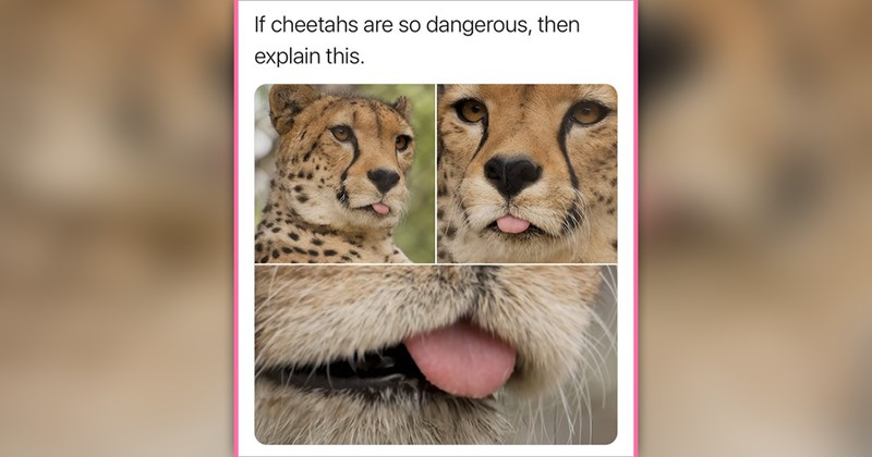 funny and wholesome cat memes | thumbnail includes one meme of a cheetah with its tongue out 'If cheetahs are so dangerous, then explain this.'