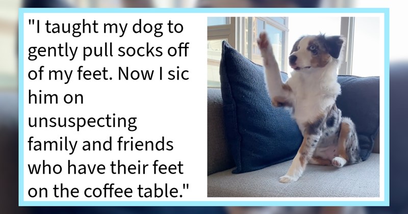 20 Top Tricks Teach your Dog and Improve your Life Pupper Pawrent | thumbnail includes one image which shows a australian border collie sitting on couch with one paw up in air ‘“I taught my dog to gently pull socks off of my feet. Now I sic him on unsuspecting family and friends who have their feet on the coffee table.”’