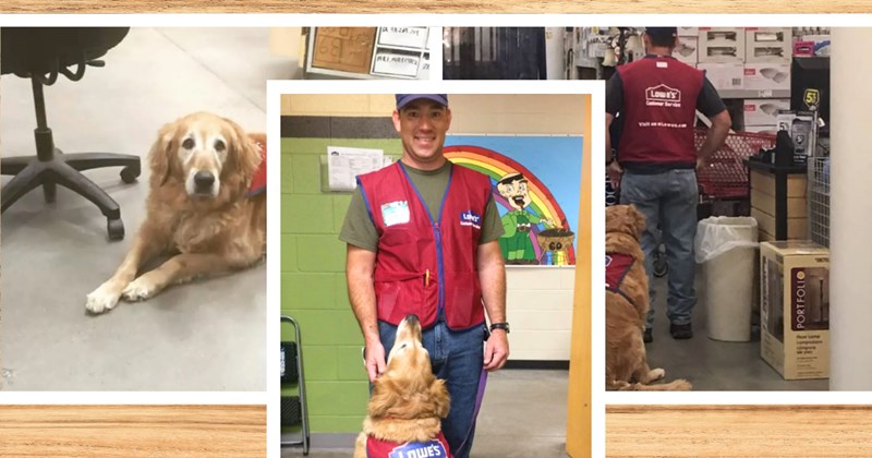 Story of a veteran and his service dog getting hired | Thumbnail includes three pictures of Charlotte, the golden retriever service dog, and Clay Luthy, the veteran working in Lowe's