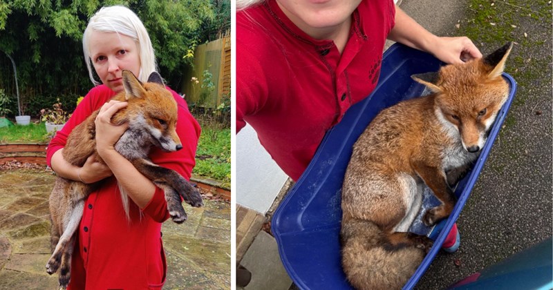 Story of a woman rescuing a fox needing help | Thumbnail includes two pictures of a woman holding a wild fox