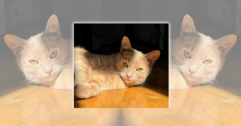 wholesome cats adorable cats cat pictures cute cats funny cats Cats Cats - 45931525