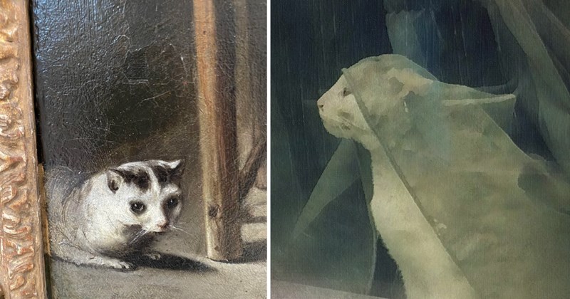 30 pictures of cats | thumbnail includes two pictures of cats 