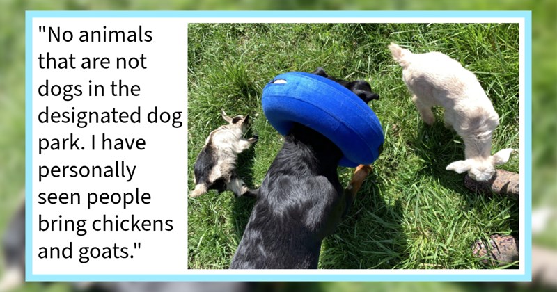 20 Unofficial Dog Park Policies Put Place Pawrents Protect Your Puppers | thumbnail includes one image which shows a black dog with blue donut around head next to two baby goats on grass ‘“no animals that are not dogs in the designated dog park. I have personally seen people bring chickens and goats.”’