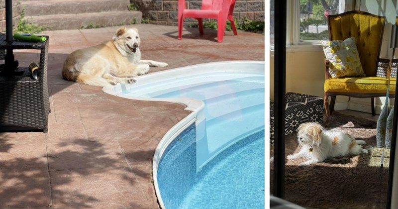 32 Sun Soaked Puppers for Daily Dose Vitamin D(og) | thumbnail includes two images one image shows a cream colored dog lying beside a pool in the sun smiling, the other image shows a white dog lying on carpet floor in patch of sun