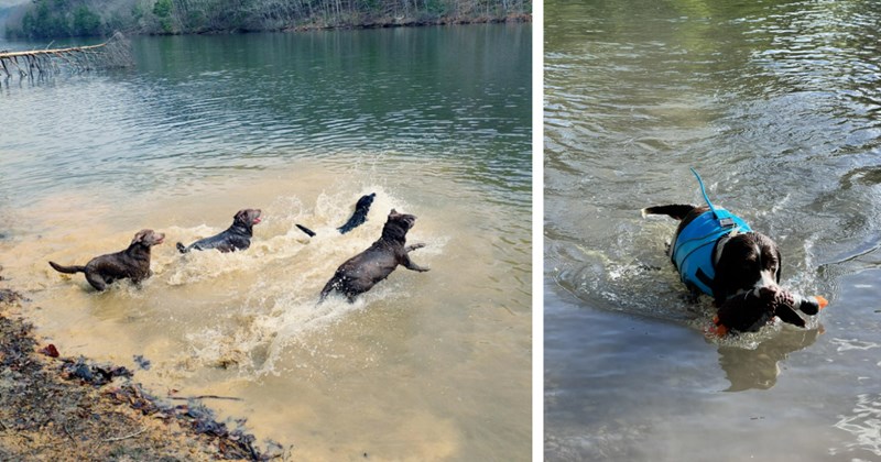 27 Lake Loving Doggos for Exhausted Employees Who Need to Cool Off | thumbnail includes two images one image shows four black dogs running into a lake, the other image shows a black dog with blue lifevest in lake carrying stick