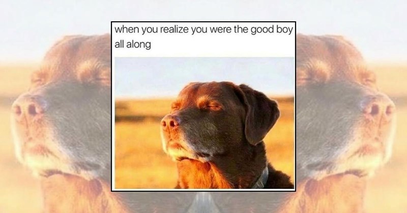 cute dogs dog memes funny dogs doggo memes Doggos - 45942533