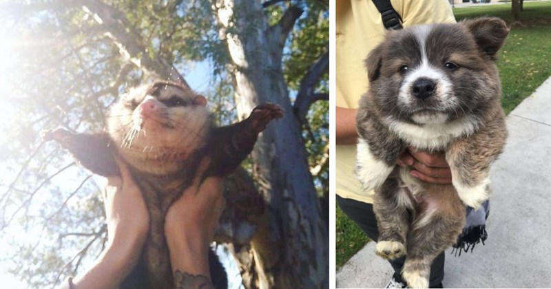 43 pictures and memes of animals | Thumbnail includes a picture of a golden retriever in a boat and one picture of a person holding a possum