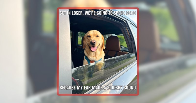 24 dog memes | thumbnail includes one meme including 'GET IN LOSER, WE'RE GOING TO SPEND $500 BECAUSE MY EAR MADE A SQUISHY SOUND'