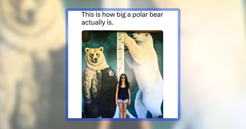 37 animal memes | thumbnail includes one meme including 'This is how big a polar bear actually is.'