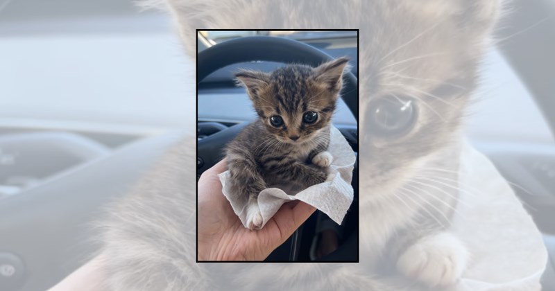 wholesome cats cute cats wholesome cat memes heartwarming cats cat memes Cats monday mood Cat distribution system cat lovers - 45948933