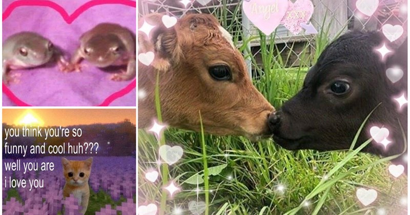 heartwarming i love you animal memes healthy relationship Funny Memes - 45950213