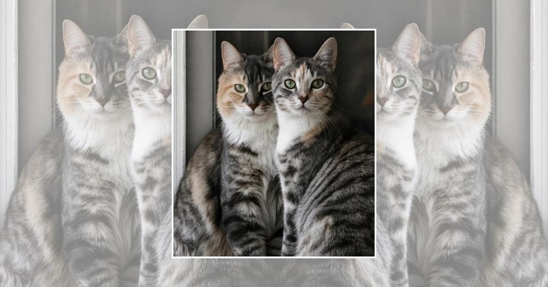 wholesome cats adorable cats cat pictures cute cats funny cats Cats Cats - 45955077
