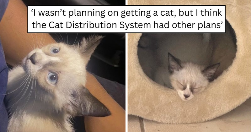 22 pictures of cats and text | thumbnail includes two pictures of a cat and one picture of text including '‘I wasn’t planning on getting a cat, but I think the Cat Distribution System had other plans’' 