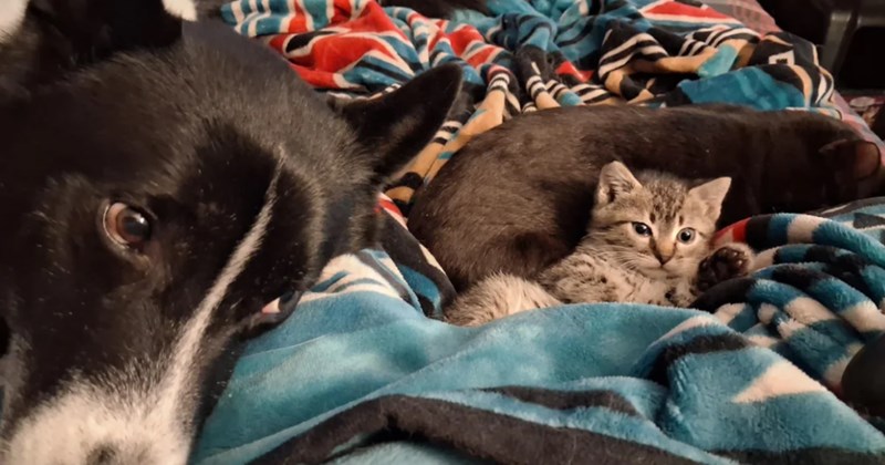 When stray mama cat could no longer care for her kittens alone, she brought them to the humans she trusted right as they were coming back from a wholesome cat themed birthday party: 'Babe, we got kittens'