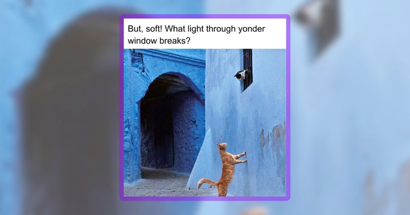 26 cat memes | thumbnail includes one meme including 'But, soft! What light through yonder window breaks?'