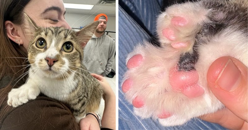 Story of kitten from Michigan 'Toby' who tied world record with 28 toes on a single cat | Thumbnail includes one picture of Toby and his owner, and one picture of a polydactyl cat paw