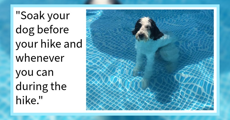 15 Cool Tricks Keep Your Canines Overheating During this Scorching Summer | thumbnail includes one image which shows a white and black dog sitting in an above ground pool up to its neck in water ‘“Soak you dog before your hike and whenever you can during the hike.”’