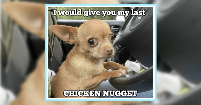 29 Heartmelting Memes Cute Canine Kids  Warm End Week | thumbnail includes one image which shows a small brown dog sitting with paws on steering wheel looking scared ‘I would give you my last’ ‘CHICKEN NUGGET’