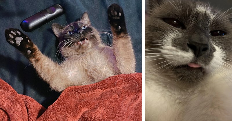 29 Meowgical Morsels Funny Feline Goodness Combat Frustrating Friday | thumbnail includes two images one image shows a brown cat lying on back paws above head mouth slightly open on bed eyes glazed over with tv remote above head, the other image shows black and white cat close up with tongue poking out of mouth